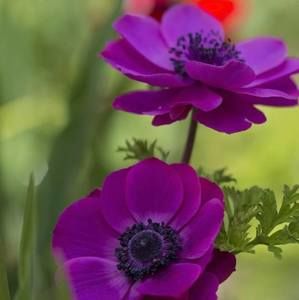 Meet your Posher, Ramirez